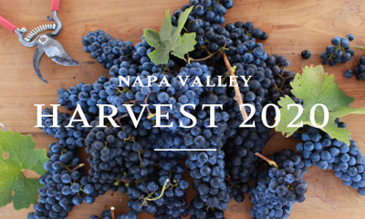 Napa Valley Harvest 2020